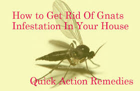 Pour into a spray bottle. 25 Quick Action Home Remedies To Get Rid Of Gnats Infestation In Your House