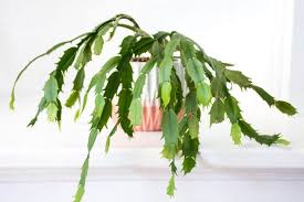 La forma más sencilla de hacerlo es colocar el cactus de navidad en una habitación o un armario con una puerta. Consejos De Cultivo Del Cactus De Navidad