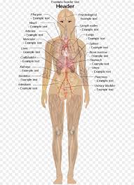 40 Faithful Body Anatomy Picture Chart