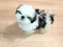 If that is true, you're likely going to have lots of things in your mind. 33 Chinese Shih Tzu Dog Names The Paws