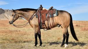 He had that gorgeous dappled golden coat. Smokey American Pharoah S Lead Pony To Sell At Will Rogers Quarter Horse News