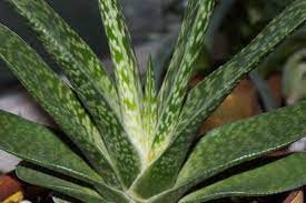Vera plant leaf background juice clipping dermatology gel green medicine path white aloe aloe vera beauty botany cosmetic edge out fresh health healthy ingredient isolated nature product pure skin care. Gasteria Plant Care How To Grow And Propagate Ox Tongue Succulents