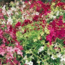 Image result for Nicotiana