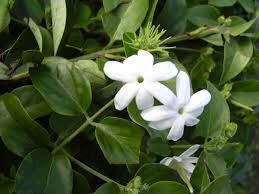 Comune pianta dai fiori bianchi in grappoli in 7 lettere. Jasminum Wikipedia