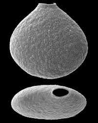 Image result for Gray 1961 Tappan