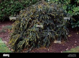 Image result for Berberis verruculosa