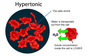 If you put an animal cell in a hypertonic solution means that concentration of the solutes is greater outside the cell, in the solution, than in the cell. Animal Cell Osmosis Tattoo Arema