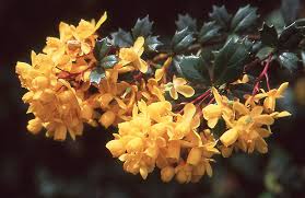 Image result for Berberis darwinii