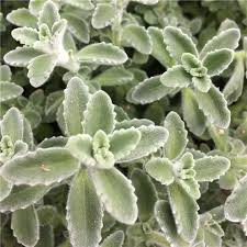 Image result for Plectranthus alboviolaceus
