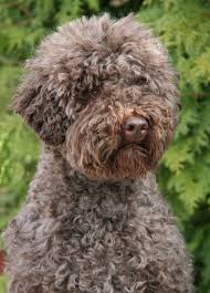 Search by desired gender, age, and more at puppyspot.com. Duckett Joy Love And Pride Lagotto Unique Dog Breeds Lagotto Romagnolo Purebred Dogs