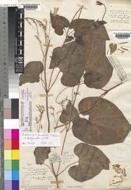 Image result for Riocreuxia