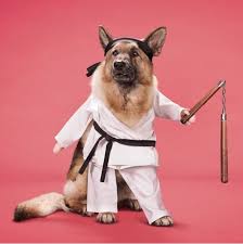 Karate Dog Karate Dog Funny Animal Pictures Martial Arts Humor