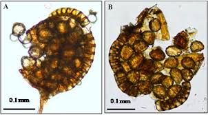 Image result for Actiniopteris pauciloba