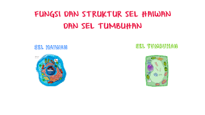 Sel yang ada di dalam hewan dan di dalam tumbuhan sendiri mempunyai fungsi masing masing yang sangat penting bagi keberlangsungan hidupnya, untuk lebih lengkapnya kami juga sudah mengemas secara lengkap mengenai fungsi dari sel yang ada pada hewan dan tumbuhan. Fungsi Dan Struktur Sel Haiwan Dan Sel Tumbuhan By Affif Affendey