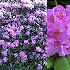 Flowering occurs in late spring. Rhododendron Roseum Elegans X2 Plants Unusual Variety Of Evergreen Shrub Amazon Co Uk Garden Outdoors