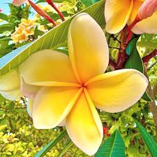 Image result for Plumeria rubra