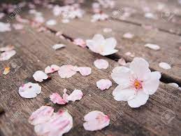 Full Bloom Japan Sakura Flower Or Cherry Blossom Falling On The Floor Stock Photo 76917598 Sakura Flower Japan Sakura Sakura