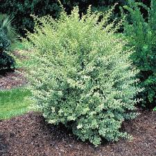 Image result for Ligustrum sinense