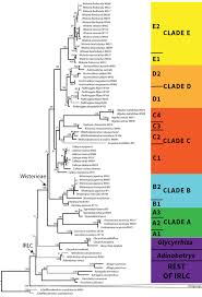 Image result for Ophrestia radicosa