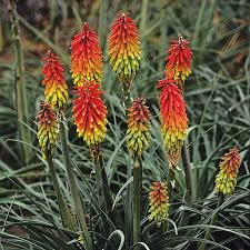 An unusually tall variety that grows 5 to 5.5 feet tall and 3 to 3.5 feet wide; Fire Dance Red Hot Poker Pahl S Market Apple Valley Mn