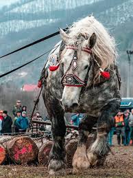 Jul 26, 2021 · deadline for horse consignments. Mountain Draft Horse Pics