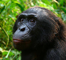 Find new and preloved bonobos items at up to 70% off retail prices. Bonobo Wiktionary