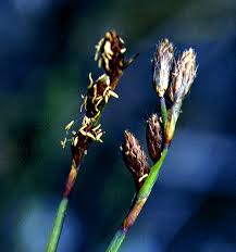 Image result for Restionaceae