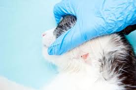 Signs And Treatments Of Common Cat Skin Problems Cats And Meows Cat Skin Cat Skin Problems Dog Ringworm