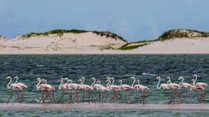 Nature S Top 10 Animal Migration With Andbeyond Travel