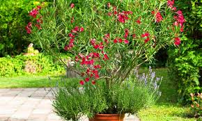 Der frühling ist der beste zeitpunkt, um oleander zu schneiden. Oleander Richtig Schneiden Das Haus