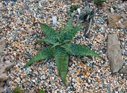 Image result for Aloe zebrina