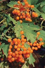 Flava American Cranberrybush Fruit Fruitier Et Jardinage