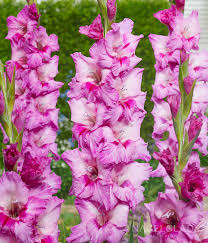 Image result for Gladiolus juncifolius