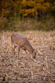 Vector illustration whitetail deer bucks stock illustrations. Why Ohio Is One Of The Best States For Deer Hunting Briarwood Sporting Club