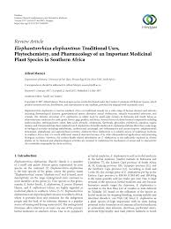 Image result for Elephantorrhiza goetzei