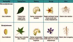 Perbedaan dikotil dan monokotil akan timbul dari tumbuhan mulai dari daun sampai akar. Perbedaan Monokotil Dan Dikotil Pada Tumbuhan Famili Struktur Batang Akar Biji Daun Bunga Rumuspelajaran Com