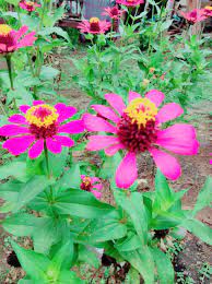 Unduh stok foto bunga matahari di stok agen fotografi terbaik dengan jutaan stok foto, gambar dan lukisan premium berkualitas tinggi bebas royalti dengan harga yang wajar. Wild Wildflower Species Jenis Bunga Matahari Liar Steemkr