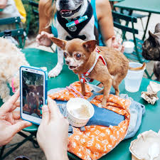 Check spelling or type a new query. The Fast Furry Rise Of The Instagram Famous Pet Racked
