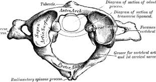 Atlas Clipart Etc Cervical Vertebrae Upper Cervical Chiropractic Atlas Anatomy