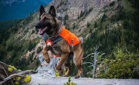 Shiraz, a cadaver dog enlisted to hunt for archaeological remains in february at a suspected native american burial site in gulf breeze, fla.credit.emily kask for the new york times. 14 Dog Breeds With A Nose For Sniffing Out Crime Barkpost