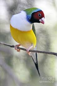 Black Bird With Red And Yellow Chest Pin On Birds