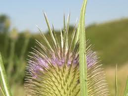 Image result for Dipsacus pinnatifidus
