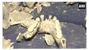 The remains of 282 Indian soldiers who were killed during the country's First War of Independence in 1857 were found during excavation near Amritsar. The soldiers were said to have revolted against
