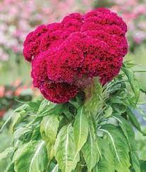 Red Velvet Celosia Seeds And Plants Annual Flower Garden At Burpee Com Velvet Flowers Annual Flowers Flowers