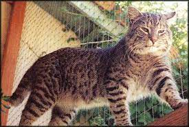 The Pixie Bob Is A Domestic Cat Bred To Immolate The Appearance Of The North American Bobcat They Display Many Bo Domestic Cat Breeds Pixie Bob Cats Pixie Bob