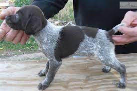 Visit us now to find the right german shorthaired pointer for you. German Shorthaired Pointer Puppy For Sale Near Flint Michigan 74bd2d9d 5341 Pointer Puppies German Shorthaired Pointer Gsp Puppies