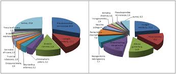 Image result for Bridelia ripicola