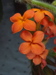 Image result for Kalanchoe lateritia