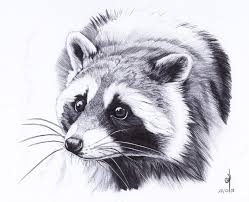 Raccoon By Maiwenn Animal Drawings Realistic Animal Drawings Animal Drawings Sketches