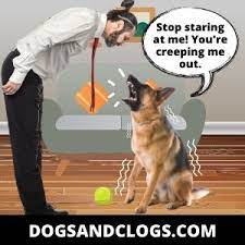 11 Reasons Why Your Dog Barks When You Stare At It 3 Tips